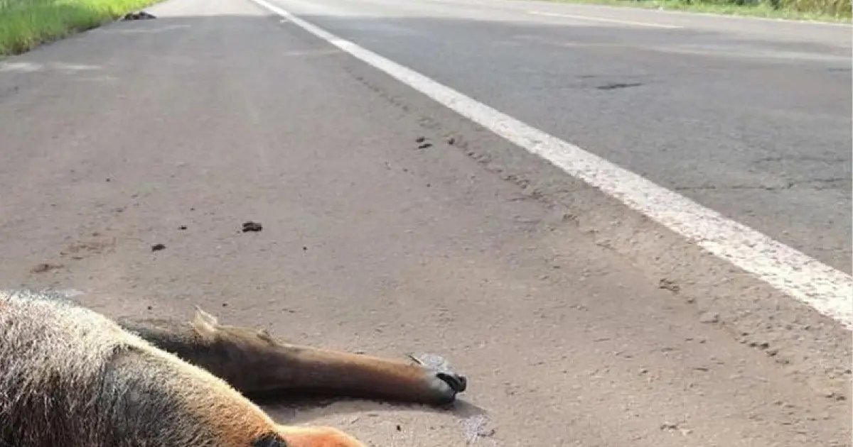 Atropelamentos de animais em rodovias de Três Lagoas são alvo de inquérito do MPMS