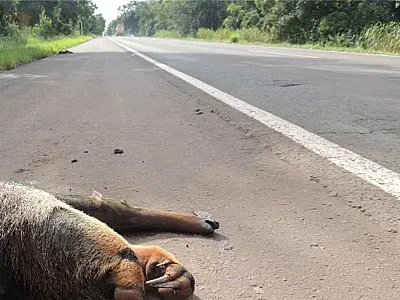 Atropelamentos de animais em rodovias de Três Lagoas são alvo de inquérito do MPMS