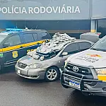 Em ação conjunta com a PM/SP, PRF apreende 66,5 kg de skunk em Bataguassu