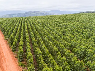 Senado discute impactos do Vale da Celulose em MS e alerta para desafios em cidades da região