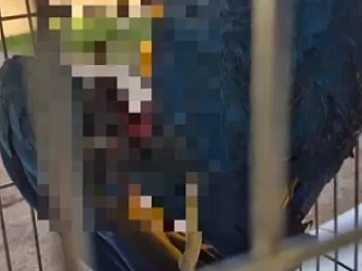 Arara-canindé é ferida por linha com cerol em Três Lagoas. SEMEA alerta sobre riscos e legislação