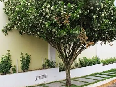 Campo Grande acompanha Lei Estadual e proíbe plantio, comércio e transporte de murta no município