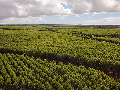 Suzano está com quatro processos seletivos abertos para suas operações em Mato Grosso do Sul