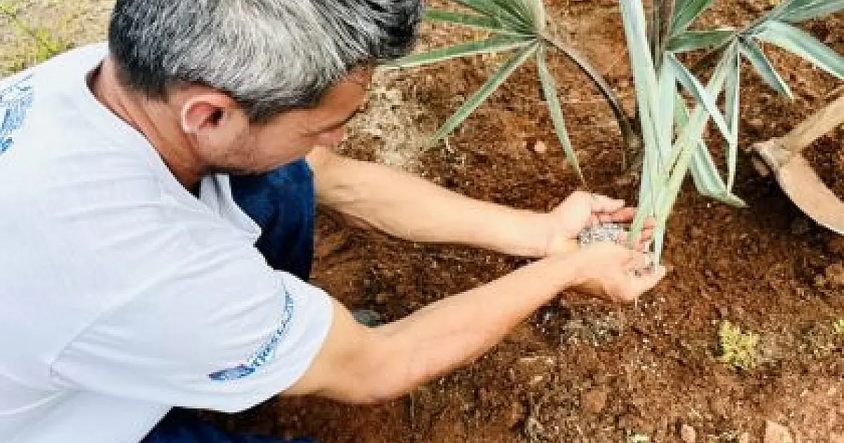 SEMEA intensifica arborização urbana com plantio de mais de 190 novas mudas em Três Lagoas