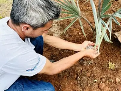 SEMEA intensifica arborização urbana com plantio de mais de 190 novas mudas em Três Lagoas