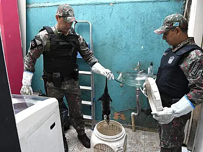 PMA lembra que animal silvestre não é pet e esclarece quando deve ser capturado