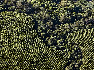Suzano está com seis processos seletivos abertos para Brasilândia, Ribas do Rio Pardo e Três Lagoas (MS)