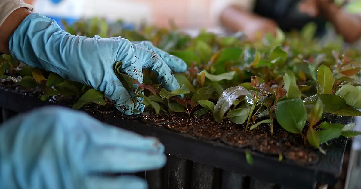 MS Florestal está com vagas abertas em três cidades do Estado em diversas áreas
