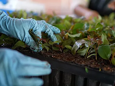 MS Florestal está com vagas abertas em três cidades do Estado em diversas áreas