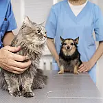 Exercício ilegal da medicina veterinária passa a ser crime no Brasil