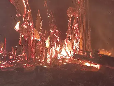 Incêndio na figueira Vila Piloto