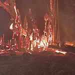 Incêndio destrói figueira centenária na Vila Piloto; bombeiros usam 600 litros de água