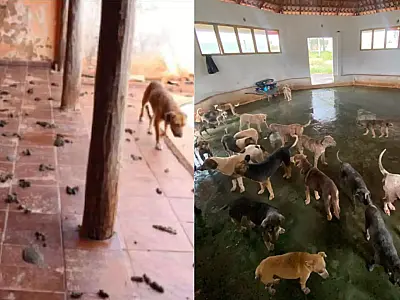 MPMS pede dissolução de ONG de animais em Campo Grande e cita R$ 16 mil em gastos com iFood