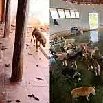 MPMS pede dissolução de ONG de animais em Campo Grande e cita R$ 16 mil em gastos com iFood