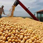 Nova tarifa de 12,5% dos EUA entra em vigor, mas principais produtos de MS são isentos