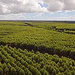 MPMS apura impactos de plantações de eucalipto em Três Lagoas e demais municípios da região leste