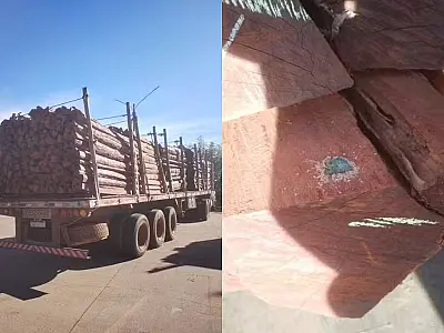 Laudo da PF descarta presença de cocaína em carga de 260 toneladas de madeira apreendida na fronteira